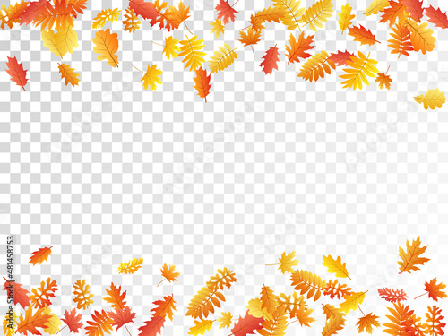 Oak, maple, wild ash rowan leaves vector, autumn foliage on transparent background.