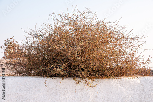 Dry bush on white wall in Greece