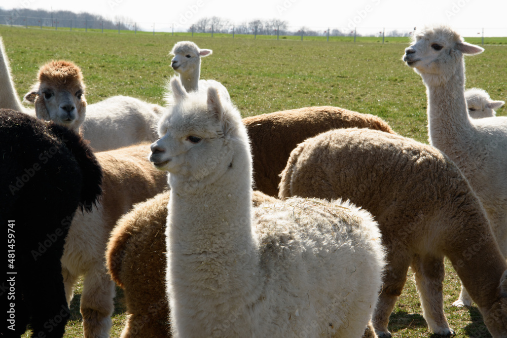 Alpakas auf einer Weide im Norden von Deutschland. Das Alpaka, Vicugna pacos, ist eine aus den südamerikanischen Anden stammende, domestizierte Kamelart.