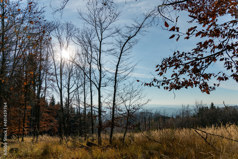 trees in autumn