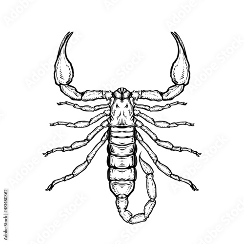 Scorpion. Vector illustration in cartoon style on a white background.
