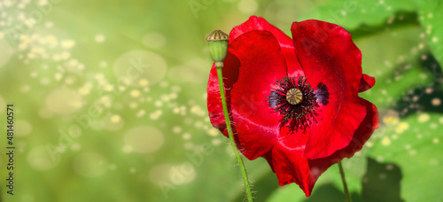 A large red poppy with a black cente