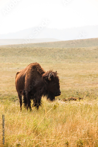 South Dakota buffalo 
