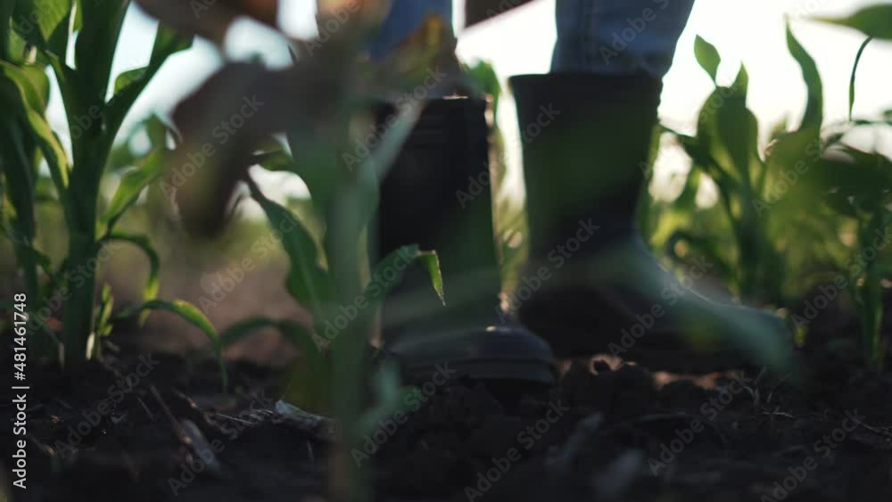 Agriculture. Farmer in rubber boots walk through corn field. Farmer feet in boots in soil with