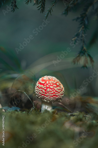 fly agaric mushroom