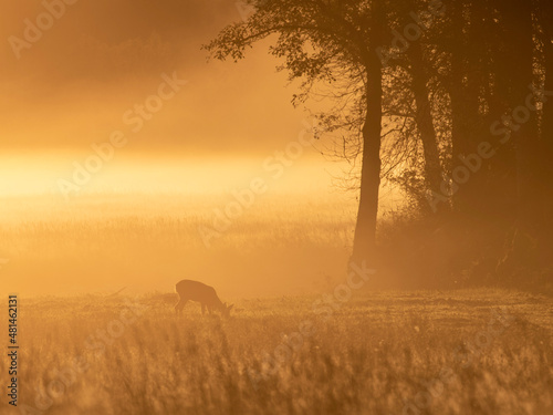 misty morning sunrise