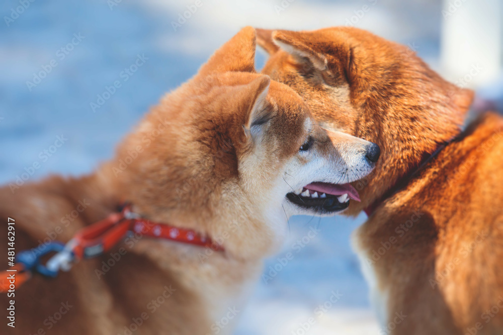 Shiba inu Japanese dog, beautiful portrait of two red grown up adult siba inu dog puppy portrait, two dogs playing and sniffing each other Shiba inu Japanese dog, beautiful portrait of two red grown up adult siba inu dog puppy portrait, two dogs playing and sniffing each other