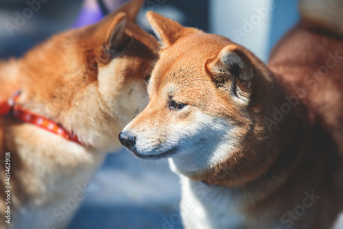 Shiba inu Japanese dog  beautiful portrait of two red grown up adult siba inu dog puppy portrait  two dogs playing and sniffing each other
