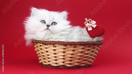 Cute kitten with heart on red background is yawning. Love, Valentine's day cat, Mother's day lovely holiday gift. British longhair breed video