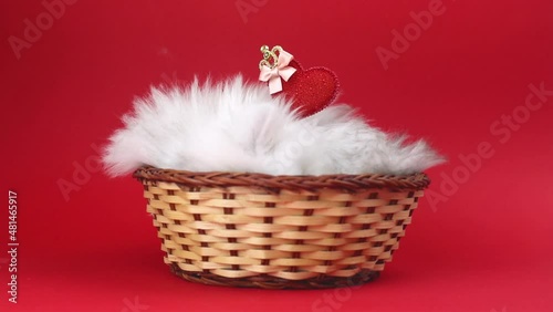 Cute kitten with heart on red background is sleeping. Love, Valentine's day cat, Mother's day lovely holiday gift. British longhair breed video