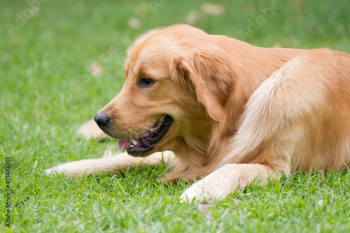 Obraz na płótnie Golden retriever playing w salonie