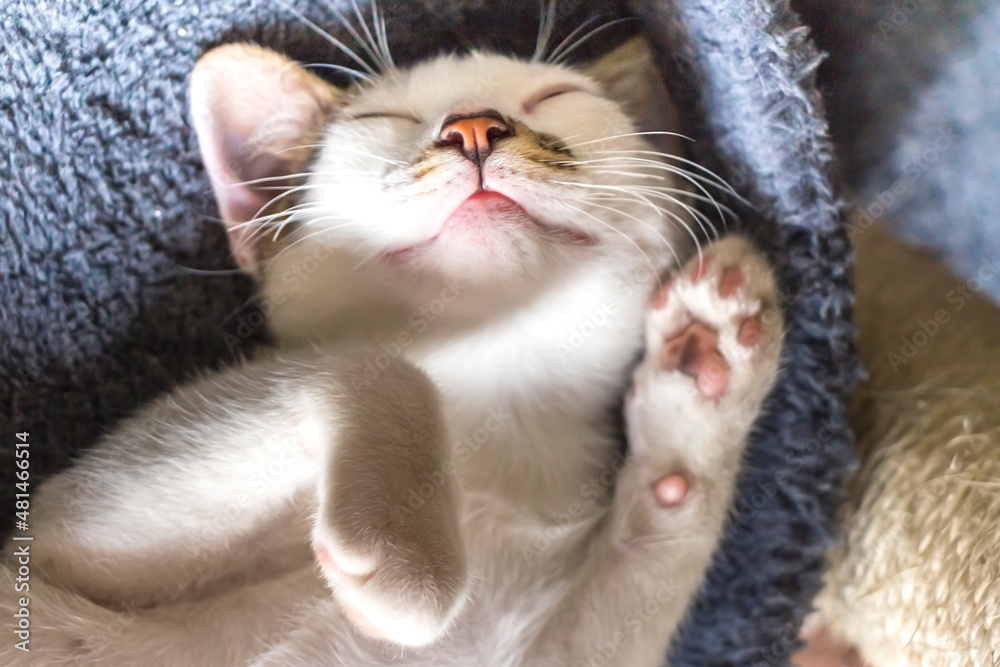 cute little white kitten lying on his blue bed taking a nap, upward position with paws tucked up