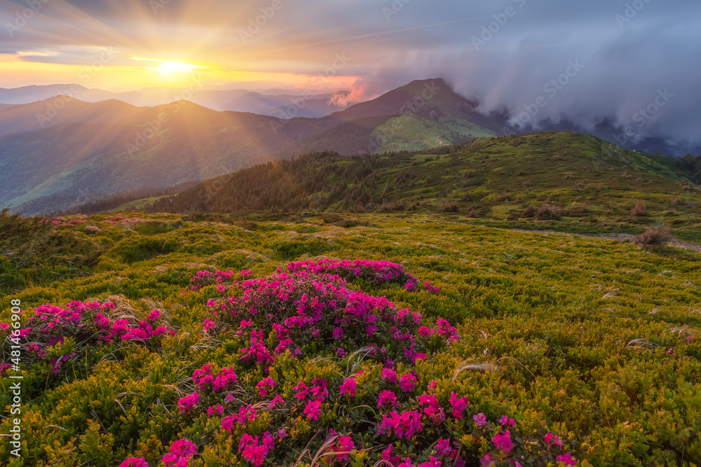 Magic pink rhododendron flowers on mountain
