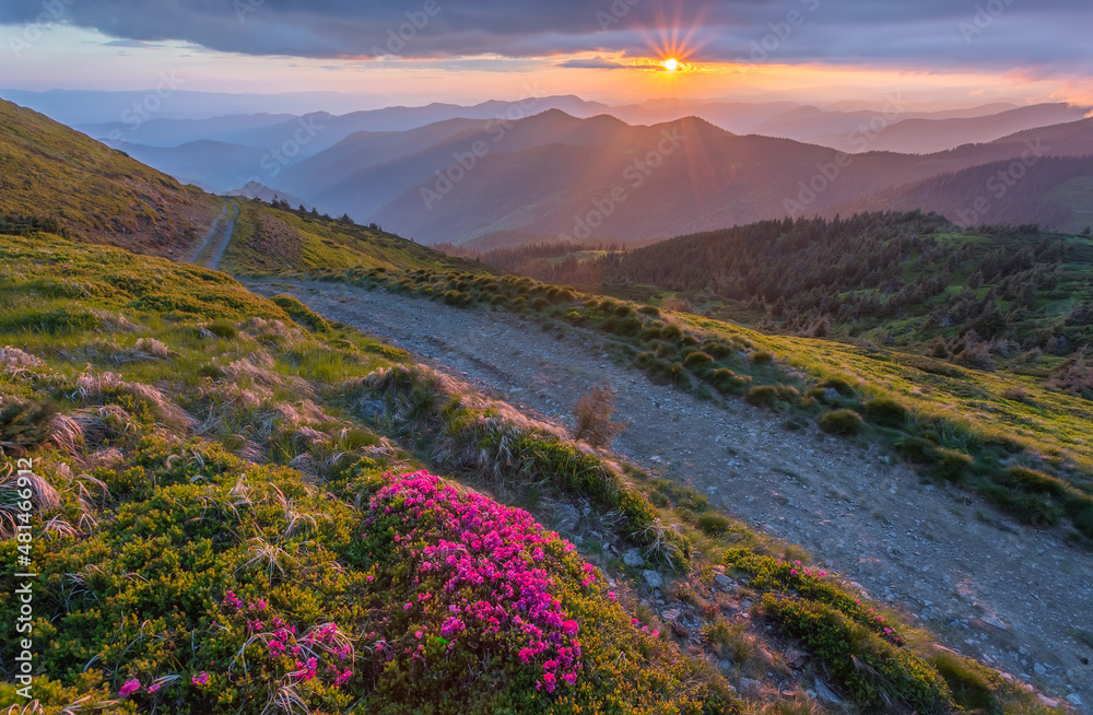 Magic pink rhododendron flowers on mountain