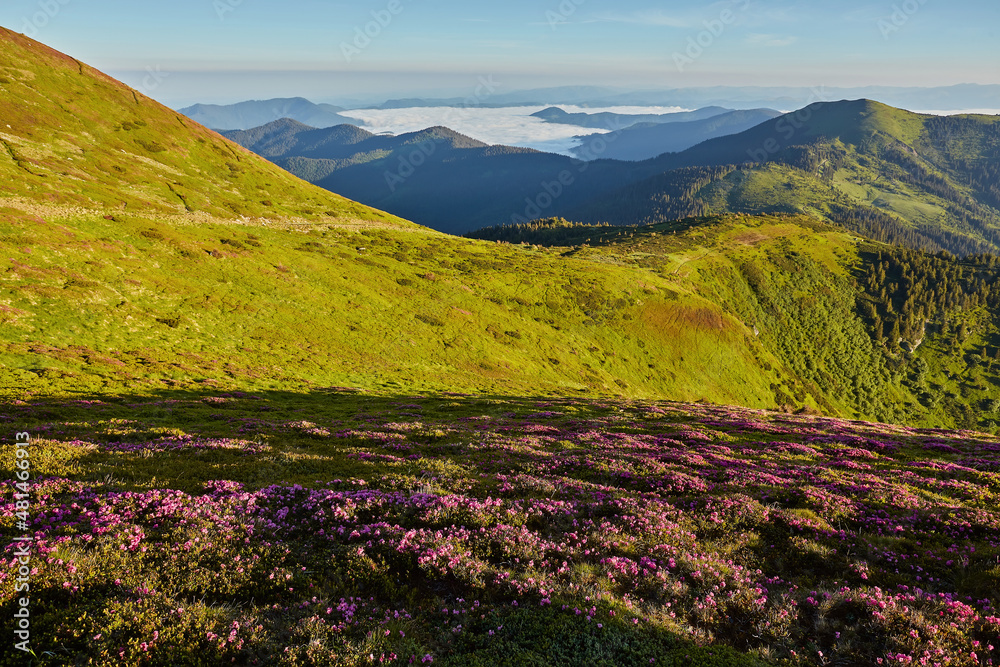 Rhododendron flowers covered mountains meadow in summer time.