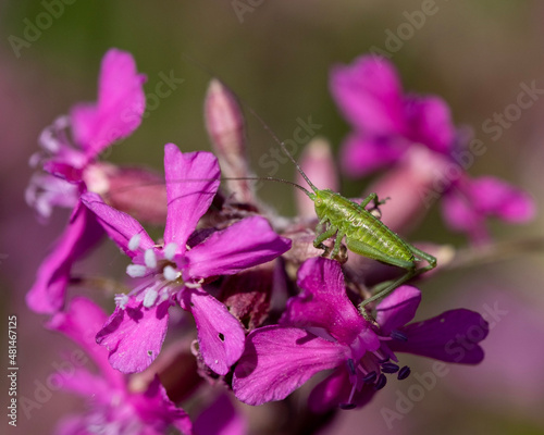 grasshopper on flower