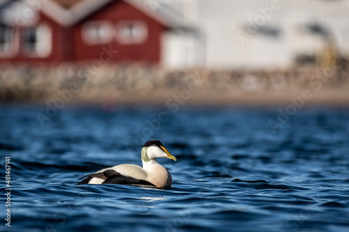 duck on the water