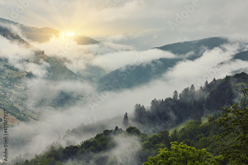 Trees in morning fog on mountain.