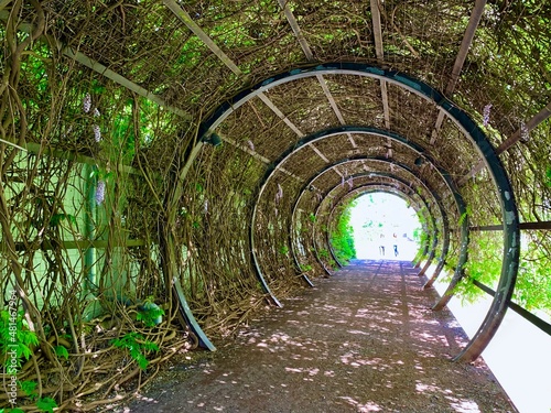 Trellis tunnel of green