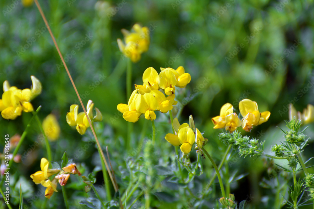 Lotus corniculatus grows among the grasses in the meadow Lotus corniculatus grows among the grasses in the meadow