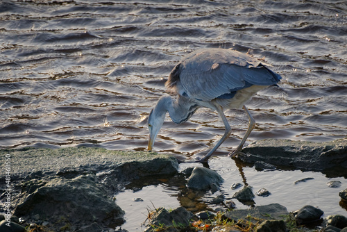 Undisturbed grey heron looking for prey on the river bank photo