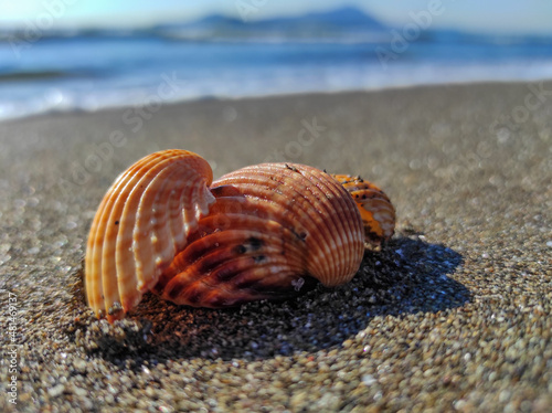 shell on the beach © Stefano