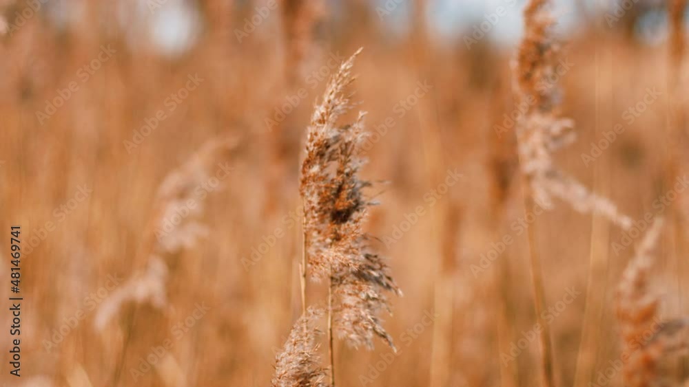 Cortaderia selloana moving in the wind. Abstract natural background of soft plantsover blue sky, calm nature backdrop. Soft focus, blurred background Cortaderia selloana moving in the wind. Abstract natural background of soft plantsover blue sky, calm nature backdrop. Soft focus, blurred background