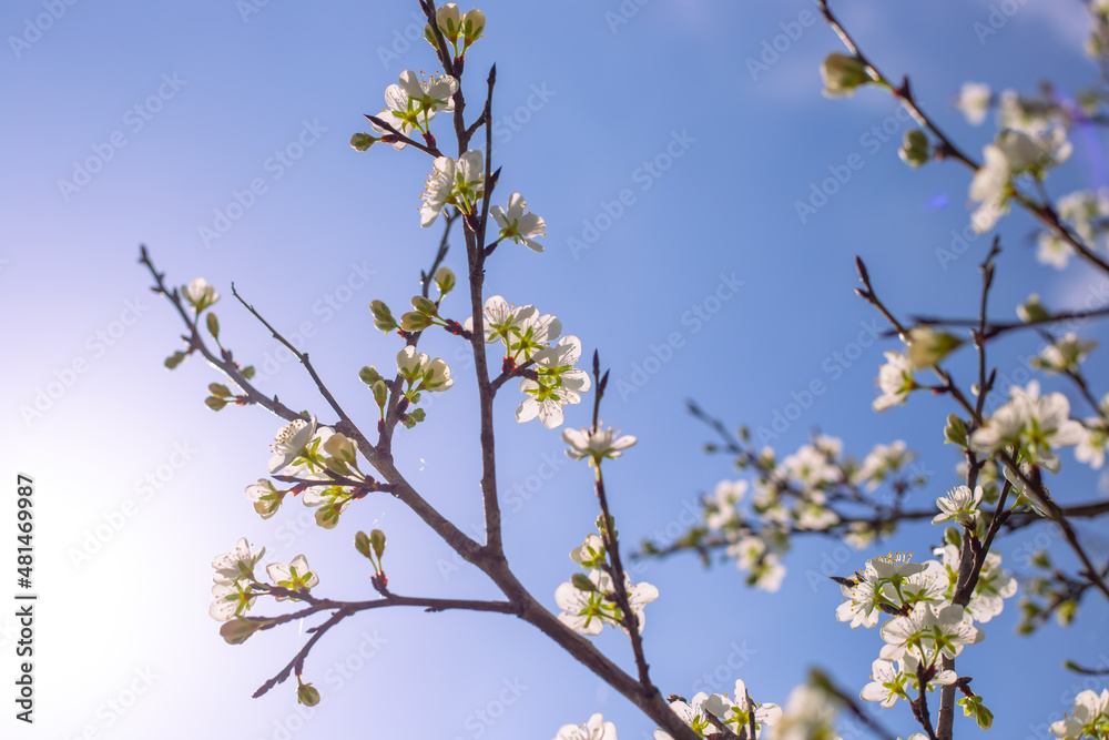 branch with sakura flowers against the sky. Blooming cherry tree
