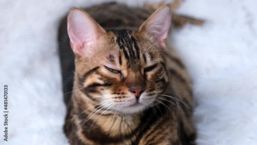 Portrait of a cat. A beautiful animal rests. The Bengal cat lazily looks at something in the distance. A sleek luxury pet. Portrait of a cat. A beautiful animal rests. The Bengal cat lazily looks at something in the distance. A sleek luxury pet.