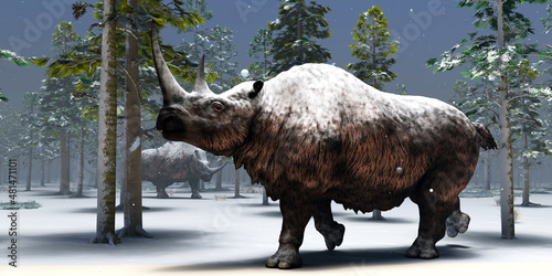Obraz na plátně Winter Woolly Rhino - Two Woolly Rhinoceros hang out together during a winter day in Europe during the Pleistocene Era