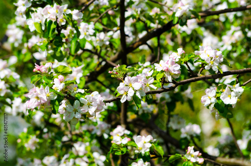 flowering branches of an apple tree on a background of trees