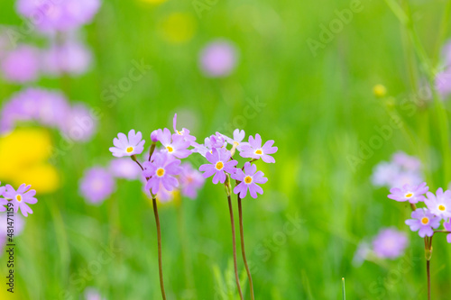 Blooming meadow primrose on a background of green grass