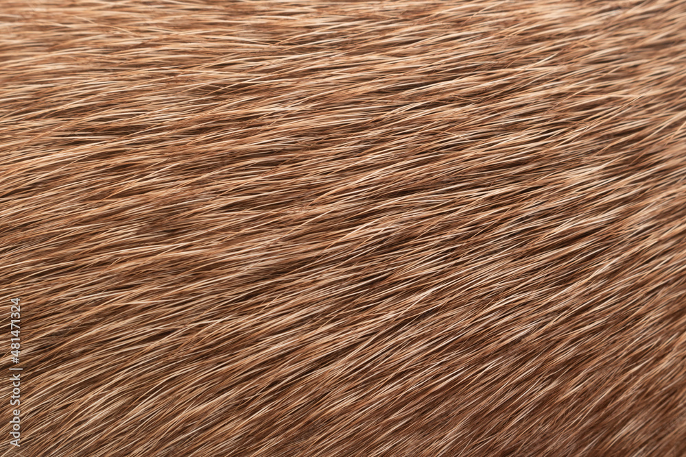 Texture of fur. Close-up of light brown mixed-breed dog's fur. Macro photography Texture of fur. Close-up of light brown mixed-breed dog's fur. Macro photography