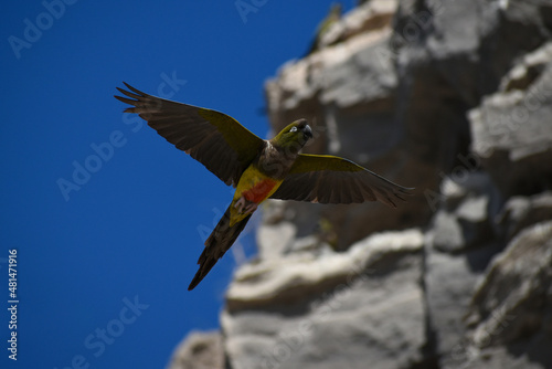 burrowing parrot (Cyanoliseus patagonus) flying in the wild