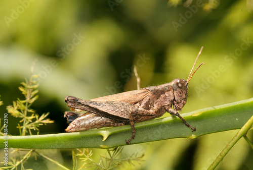 Grasshopper (Ronderosia bergii) in the Aloe plant