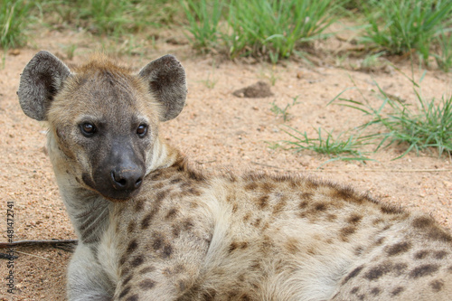 Spotted Hyena, Kruger National Park