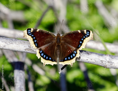 Mourning Cloak butterfly basking on sunny winter day. Arastradero Preserve, Santa Clara County, California, USA. photo