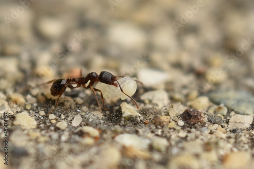 Close up of small brown ant, called a Pavement Ant, carrying a pupa, walking on cement sidewalk. © Diane