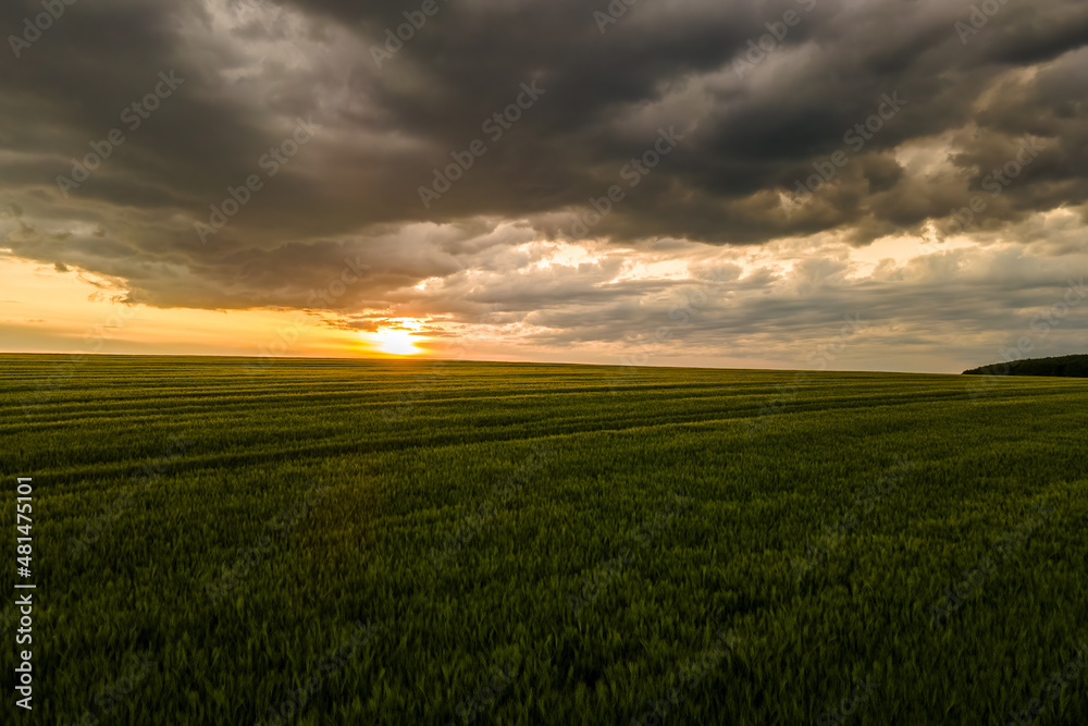 Aerial landscape view of green cultivated agricultural fields with growing crops on bright summer evening