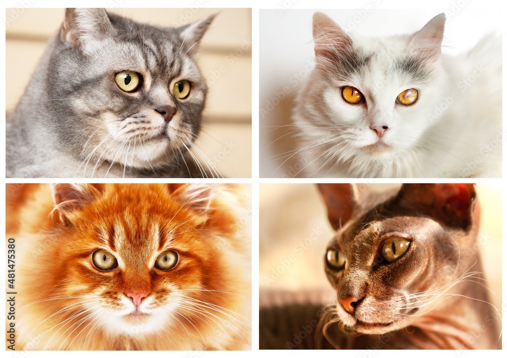 A collage of portraits of four different cats. A collage of portraits of four different cats.
