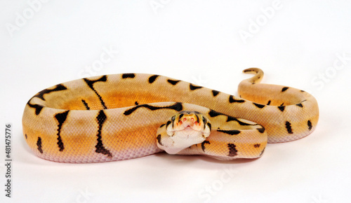 Ball python // Königspython (Python regius) - colour-morph
