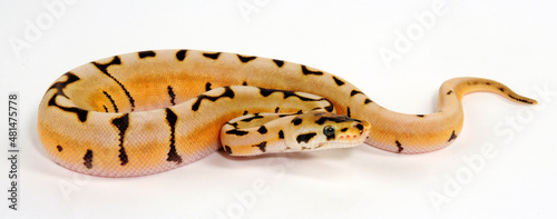 Königspython // Ball python (Python regius) - colour-morph © bennytrapp