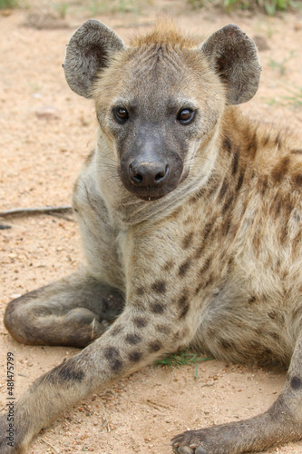 Spotted Hyena, Kruger National Park