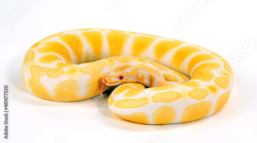 Ball python // Königspython (Python regius) - Albino colour-morph