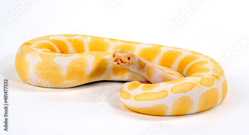 Königspython // Ball python (Python regius) - Albino colour-morph