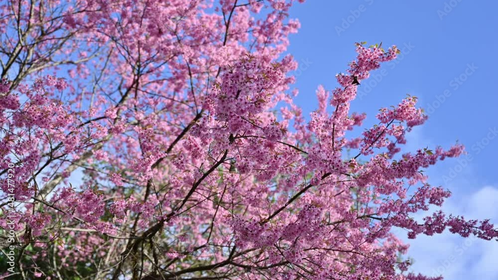 Wild Himalayan Cherry tree with pink petal blooming with in the forest on springtime Wild Himalayan Cherry tree with pink petal blooming with in the forest on springtime