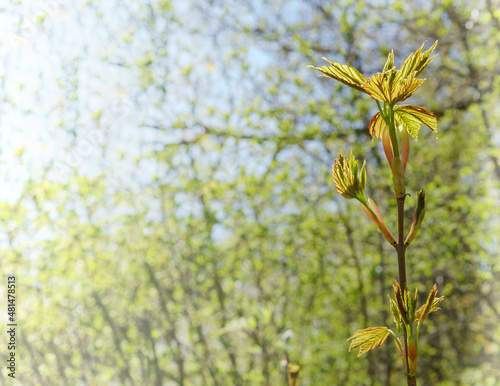 Young leaves on the tree. Spring landscape. A blossoming branch. Vertically.