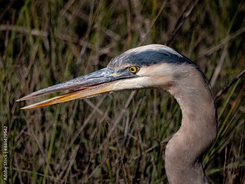 closeup of a great blue heron standing in the marsh closeup of a great blue heron standing in the marsh