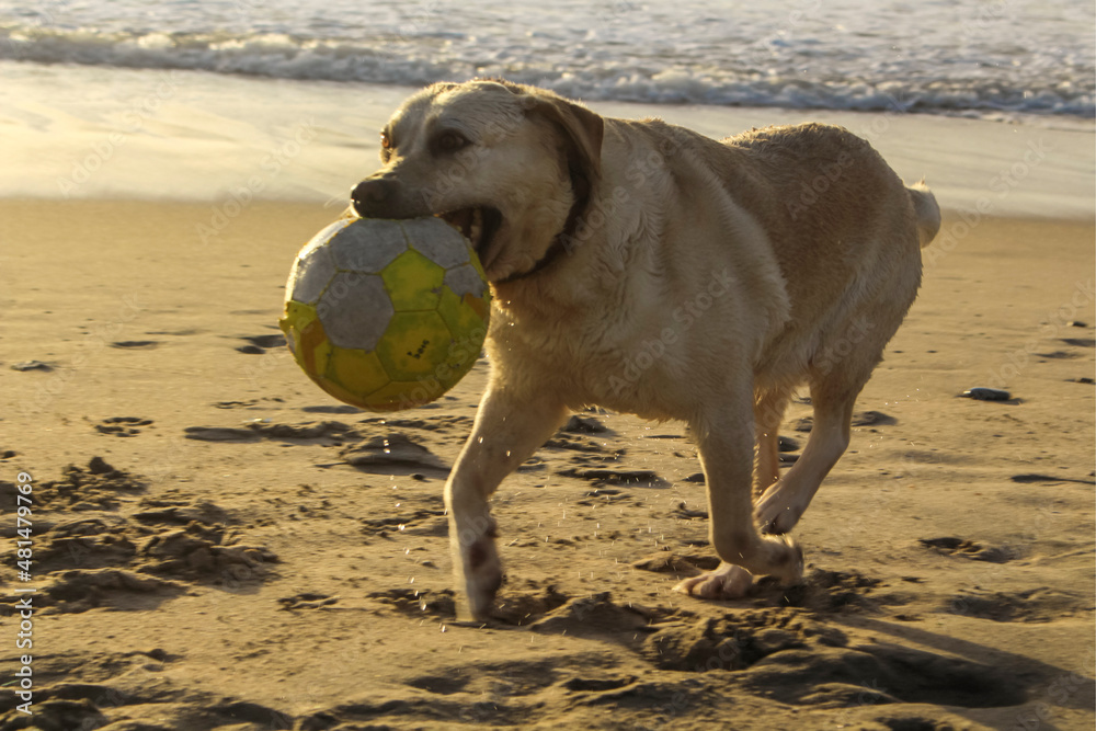 Dog running on the beach. Dog running on the sand.
Labrador retriever, white dog play with ball in the beach Dog running on the beach. Dog running on the sand.
Labrador retriever, white dog play with ball in the beach