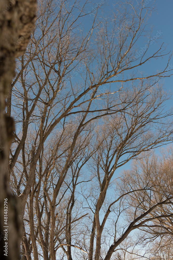Fototapeta premium bare willow trees in winter